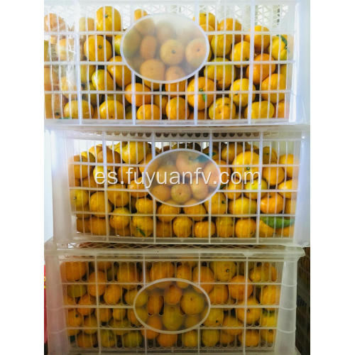 Precio al por mayor de mandarina fresca con buena calidad.